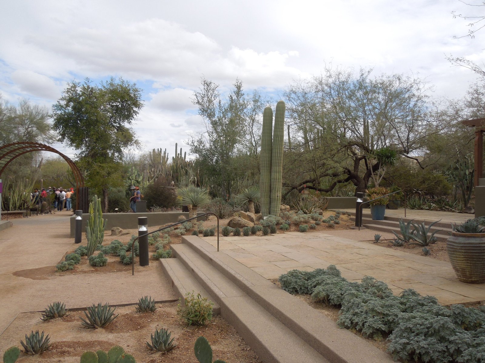 Cacti and desert plants on display at the Desert Botanical Garden in Phoenix, Arizona