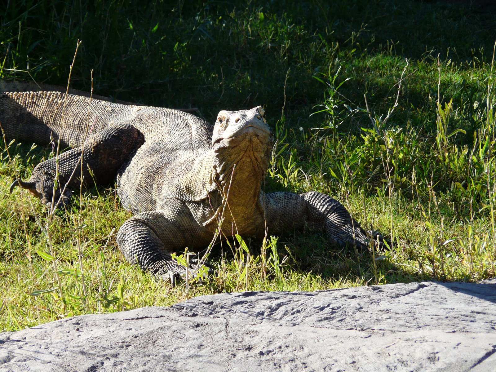 A Komodo dragon exhibit at the Phoenix Zoo, Arizona